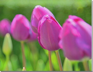 iʐ^pl `[bv LoXn {^jJ t ̂ǂ ₵  IV CeA A[gpl EH[fR fBXvC pl ʐ^ Mtg v[g j 