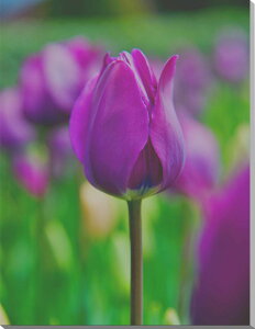 iʐ^pl `[bv LoXn {^jJ A[gpl CeA pl ʐ^ OtBbN EH[fR Ǌ| Ǐ zv炸 ͗lւ ͋C  IV 