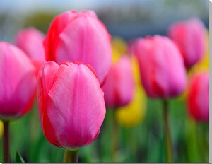 iʐ^pl `[bv LoXn {^jJ t ̂ǂ ₵  IV CeA A[gpl EH[fR fBXvC pl ʐ^ Mtg v[g j 