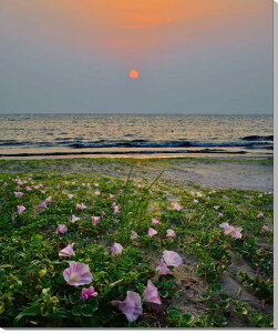 iʐ^pl t̊C ъC lin}qKIj {^jJ CeA A[gpl pl ʐ^ Ǐ Ǌ| zv炸 ͗lւ ͋C  v[g Mtg j 