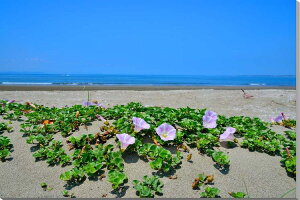 iʐ^pl t xÎs ъC lin}qKIj {^jJ CeA A[gpl EH[fR pl ʐ^ Ǐ Ǌ| zv炸 ͗lւ ͋C Vz tH[