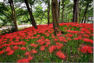 iʐ^pl  s Вc ֎썹؂̉ {^jJ CeA A[gpl EH[fR OtBbNA[g pl ʐ^ Ǐ Ǌ| zv炸 ͗lւ ͋C tH