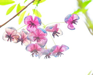 iʐ^pl   APr̉ CeA A[gpl EH[fR pl ʐ^ Ǐ Ǌ| zv炸 ͗lւ ͋C ̎vo  Vz tH[ ItBX r