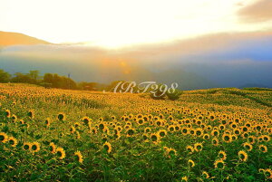 iʐ^pl  쑽 Omq Ɖ_CƂЂ܂蔨 {^jJ A[gpl OtBbNA[g EH[fR ₵  _ CeA Ǐ Ǌ| zv炸 