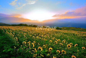 iʐ^pl  쑽 Omq Ɖ_CƂЂ܂蔨 {^jJ  q} A[gpl CeA pl ʐ^ v[g Mtg i ԗ j  Vz z