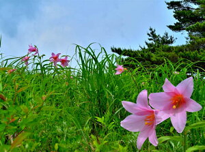 iʐ^pl  y 烖 qT CeA pl ʐ^ A[gpl {^jJ  Ǐ Ǌ| zv炸 ͗lւ ͋C  Vz tH[ z r