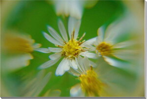 iʐ^pl TVMN {^jJ CeA A[gpl pl ʐ^ OtBbN EH[fR Ǌ| Ǐ zv炸 ͗lւ ͋C  IV ₵ rO _