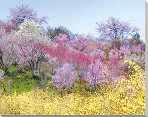 iʐ^pl   ԌR CeA A[gpl pl {^jJ  ԓ t ʐ^ v[g Mtg i j  Vz w  l a LO Nj ̓ 