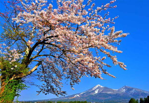 iʐ^|X^[  c n̍Ɣ֒R {^jJ OtBbN A[g CeA EH[fR ₵ IV _ PSHANA-48