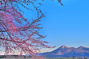 iʐ^|X^[  c 쌅̍Ɣ֒R v[g Mtg j  Vz a LO Nj ₵ IV _ PSHANA-46