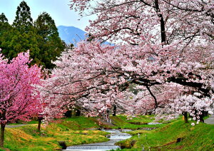 iʐ^|X^[  c㒬 쌅 ω̍ƒ 24 CeA Ǌ| Ǐ ͗lւ ͋C rO _CjO ItBX  IV _ ₵@PSHANA-40