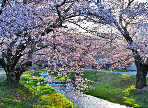 iʐ^|X^[  c㒬 쌅 ω̍ƒ 23 {^jJ OtBbN A[g EH[fR ₵ IV _ PSHANA-39