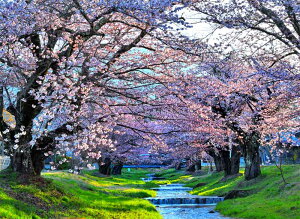 iʐ^|X^[  c㒬 쌅 ω̍ 14 {^jJ OtBbN A[g EH[fR ₵ IV _ PSHANA-37