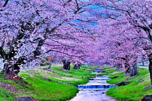 iʐ^|X^[  c㒬 쌅 ω̍ 02 CeA Ǌ| Ǐ ͗lւ ͋C rO _CjO ItBX  PSHANA-34