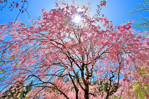 iʐ^|X^[  c̑zƂ 12 {^jJ OtBbN A[g CeA EH[fR ₵ IV _ PSHANA-31