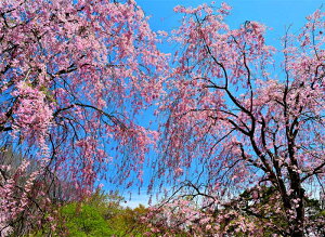 iʐ^|X^[  ĉ 04 CeA Ǌ| Ǐ ͗lւ ͋C rO _CjO ItBX  PSHANA-28