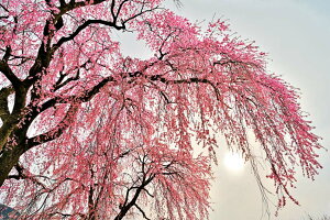 iʐ^pl  c㒬  ij Ƒz ʉ摜  {^jJ CeA ʐ^ pl Ǌ| Ǐ ͗lւ ͋C  rO _CjO ItBX