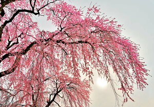 iʐ^pl  c㒬  ij Ƒz ʉ摜  {^jJ CeA ʐ^ pl Ǌ| Ǐ ͗lւ ͋C  rO _CjO ItBX