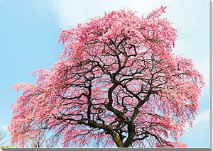 iʐ^pl  c  } A[gpl CeA {^jJ EH[fR OtBbNA[g pl ʐ^ Ǐ Ǌ| zv炸 ͗lւ ͋C  ̎v