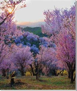 風景写真パネル 福島 平田 花木畑 03 夕日 ボタニカル 写真 春 桜 さくら 景色 パネル インテリア 壁飾り 壁掛け 額要らず 模様替え 雰囲気作り リフォーム 新築 お祝い ギフト プレゼント HN-10
