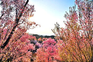 iʐ^pl  c Ԗؔ [ƍ {^jJ ʐ^ t  iF pl CeA Ǐ Ǌ| zv炸 ͗lւ ͋C tH[ Vz j Mtg v[g FUK-16