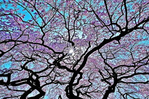 ���i�ʐ^�p�l�� ���� ���c ������� 08 �Ԗؔ� �� �t �{�^�j�J�� �A�[�g�p�l�� �C���e���A �E�H�[���f�R �f�B�X�v���C �p�l�� �ʐ^ �M�t�g �v���[���g ���j�� ���� �a���� �L�O�� ��̓� ����