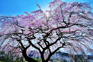 ���i�ʐ^�p�l�� ���� ���c ������� 04 �Ԗؔ� �� �t �{�^�j�J�� �A�[�g�p�l�� �C���e���A �E�H�[���f�R �f�B�X�v���C �p�l�� �ʐ^ �M�t�g �v���[���g ���j�� ���� �a���� �L�O�� ��̓� ����