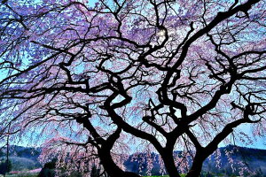 iʐ^pl  c  01 Ԗؔ  t {^jJ A[gpl CeA EH[fR fBXvC pl ʐ^ Mtg v[g j  a LO ̓ 