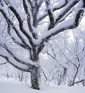 iʐ^pl  ֎R 04 CeA A[gpl EH[fR͗lւ ͋C胊rO ItBX v[g Mtg i ԗ j  Vz z a LO HYO-04-