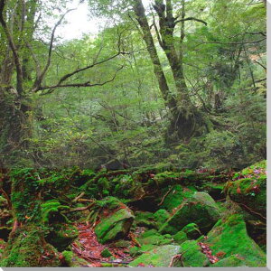 iʐ^pl EY v ̂̂P̐X J_ 13 n̐X zI R ₵  _ CeA v[g Mtg j j Vzj zj a