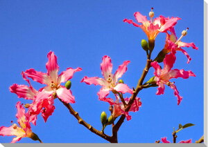 iʐ^pl  k哌 ς炢̖ LoXn A[gpl pl ʐ^ EH[fR CeA ͗lւ ͋C胊rO ItBX v[g Mtg i ԗ 