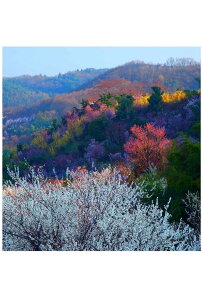 |XgJ[h  ~J̉ԌR PSC-14 i ʐ^ G͂ NX}XJ[h   O[eBOJ[h ւ ̎vo