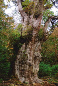 |XgJ[h v ꕶ i ʐ^ Mtg j v[g 莆 ̎vo iʐ^ N  A PSC-66