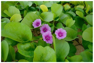 |XgJ[h  哌 n}qKI PSC-12 i ʐ^ v[g  ̎vo ւ O[eBO J[h G͂ Gt NX}XJ[h   N 