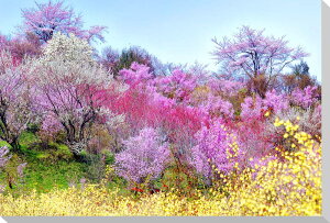 ԌR5@s@iʐ^plNXn@ǏCeAɔ̎ʐ^plBCeA fBXvC ͗lւ ^yXg[ i|X^[ɍœKBVzj zj