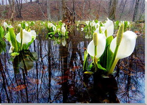 iʐ^pl  y j m ~YoVE {^jJ CeA A[gpl ʐ^  iF pl Ǐ Ǌ| zv炸 ͗lւ ͋C  ̎vo rO It