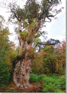 iʐ^pl EY v ꕶ m̃KpSX n̐X v[g Mtg i ԗ j  Vz z a LO Nj ̎vo PO-12-B1