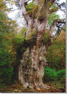 A[gpl iʐ^pl ERY v ꕶ EH[fR CeA OtBbN Ǐ Ǌ| zv炸 ͗lւ ͋C Vz tH[ ItBX rO  