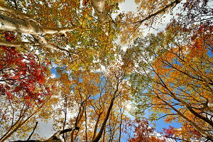 iʐ^pl   y  ؘR 01 ʉ摜 A[gpl CeA EH[fR fBXvC ʐ^ iF pl Ǌ| Ǐ ͗lւ ͋C  ̎vo