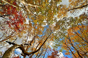 iʐ^pl   y  ؘR 02 A[gpl CeA EH[fR fBXvC ʐ^ iF pl v[g Mtg i ԗ j  oY Vz z a