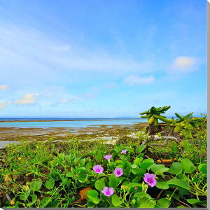 iʐ^pl   {C݂̃n}qKI A[gpl OtBbN EH[fR {^jJ  CeA j v[g Mtg i LO vo oki-011-s15