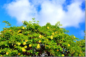 風景写真パネル 沖縄 南大東島 オオバナアリアケカズラ ボタニカル 花 インテリア アートパネル ウォールアート アート ディスプレイ 額要らず 壁掛け 壁飾り 模様替え 雰囲気作り おしゃれ