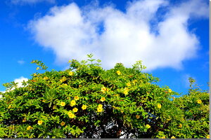 風景写真ポスター 沖縄 南大東島 オオバナアリアケカズラ 02 ボタニカル インテリア グラフィック アート オフィス ロビー リビング ダイニング psdaito-17