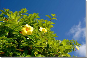 風景写真パネル 沖縄 南大東島 オオバナアリアケカズラ キャンバス地 ボタニカル 花 プレゼント ギフト 贈答品 お祝い 結婚 新築 引っ越し 誕生日 記念日 アートパネル フォトアート ディス