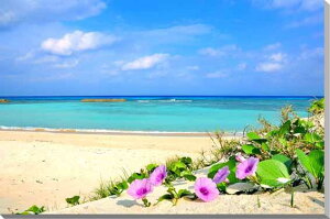 iʐ^pl  gƊԓ jVlƃn}qKI 02 LoXn {^jJ A[gpl OtBbNA[g EH[fR 厩R  C l  ₵  OHE-07-F8