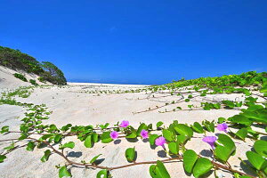 iʐ^|X^[  gƊԓ jVlƃn}qKI A[g|X^[ EH[A[g fBXvC CeA Ǌ| Ǐ ͗lւ ͋C ItBX rO  r[ osp-248