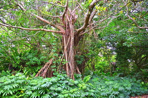 iʐ^|X^[  {Ó KW} A[g EH[A[g {^jJ Ǌ| Ǐ CeA  Myk-30-A