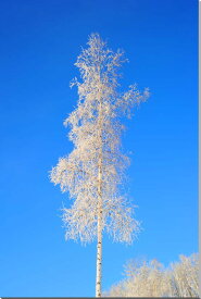 風景写真パネル アラスカ 白樺霧氷 インテリア 壁掛け 壁飾り 模様替え 雰囲気作り アートパネル グラフィックアート ウォールデコ 新築祝い 引っ越し祝い 結婚祝い プレゼント ギフト AUR-35-M20