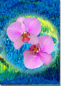 楽天市場 胡蝶蘭 壁紙 装飾フィルム インテリア 寝具 収納 の通販