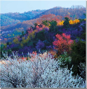 iʐ^pl   ԌR {^jJ ₵ IV CeA A[gpl ʐ^ pl vg v[g Mtg i j  Vz w  l a LO